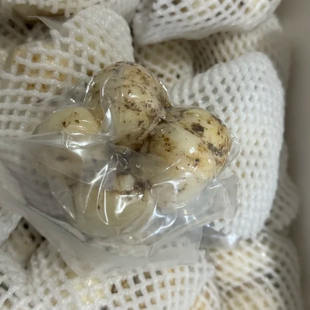 山西平陆新鲜真空包装鲜百合一袋4头2头2斤装包邮