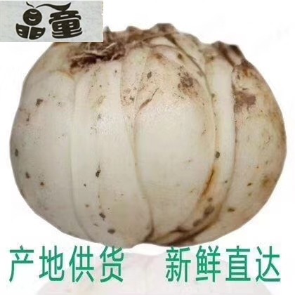 山西运城平陆新鲜甜百合天然无硫真空包装礼盒装2头皇9袋包邮