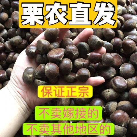 2022正宗北京怀柔自家农家油栗