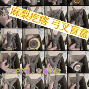 盲盒麻梨疙瘩弓叉弹弓原叉鼠李木火琉璃木叉树杈红木实木结实木头