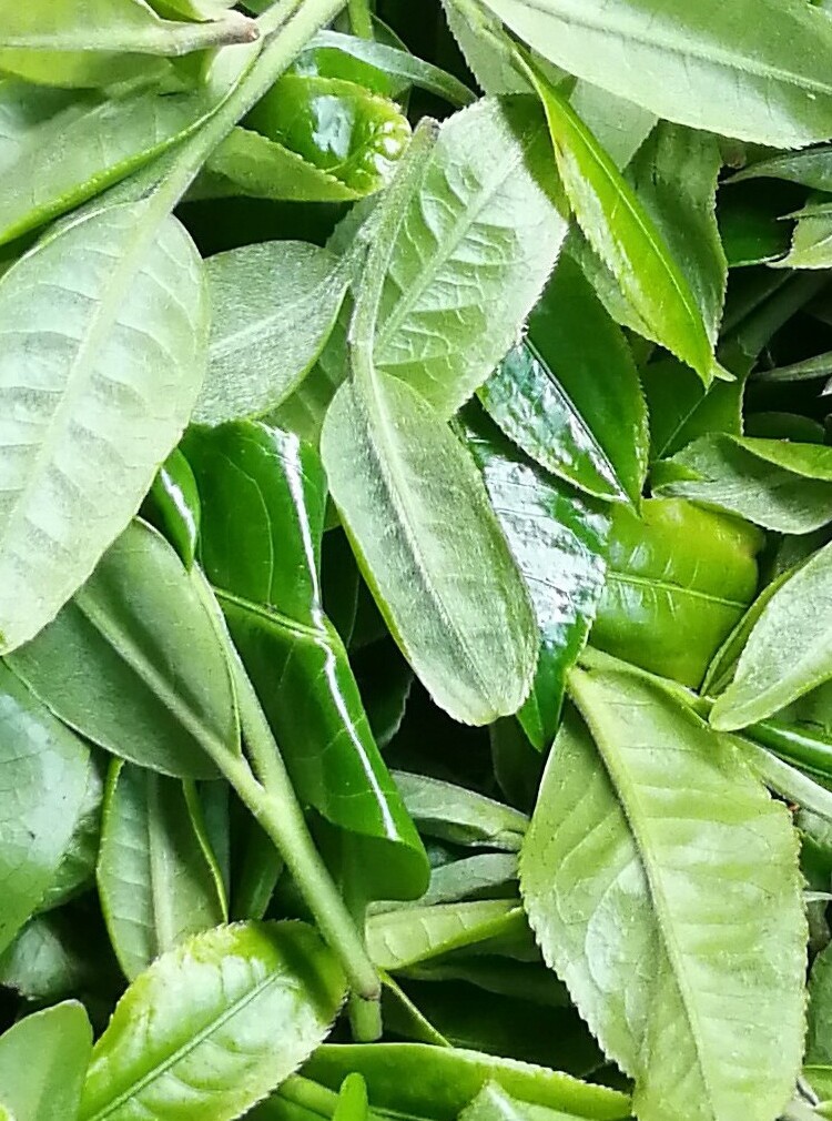 云南普洱茶勐海深山一品2021头春南糯山拔玛古树纯料散茶200克