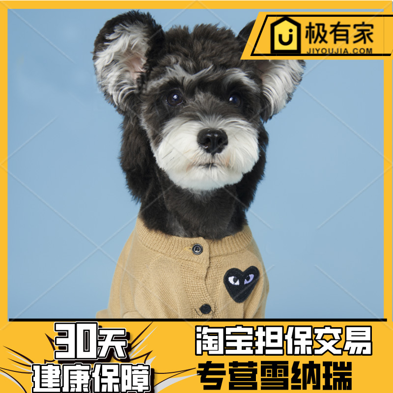 雪纳瑞幼犬雪纳瑞幼犬小型