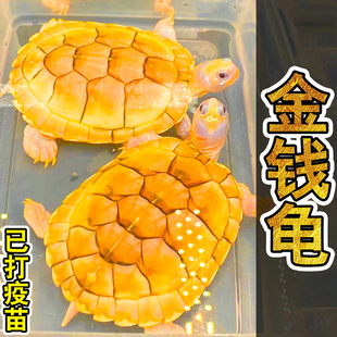 正宗金钱龟招财黄金龟观赏长寿龟深水吃菜龟可爱宠物小乌龟活体