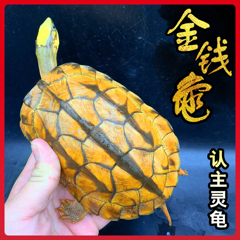 真正金钱龟 正宗三线金钱龟观赏黄金龟鱼缸深水吃菜宠物乌龟活物