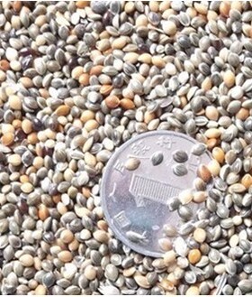 9省3元不限重 仓鼠大爱零食草籽100克鸟粮鸟食