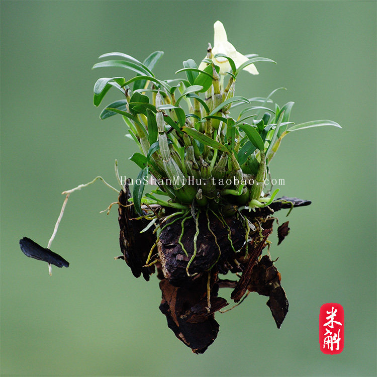 霍山米斛石斛枫斗可食用绿植开花