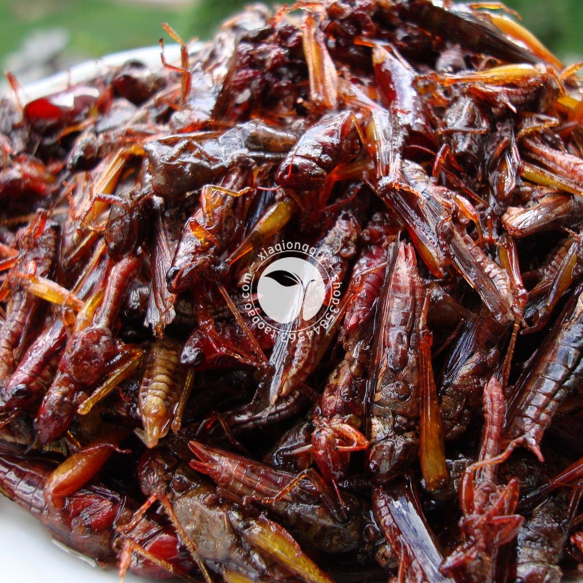 舌尖上的中国美味云南野生蚂蚱香脆油炸新零食即包邮冰鲜蝗虫子肉