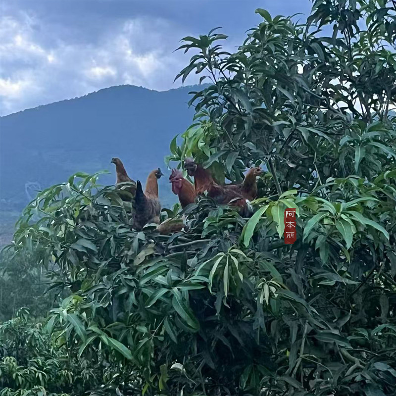 阿本丽云南老品种本地土鸡土鸭旱鸭放养农家散养高山生态走地鸡鸭