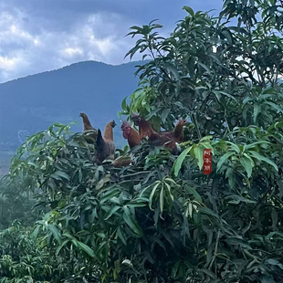 阿本丽云南老品种本地土鸡土鸭旱鸭放养农家散养高山生态走地鸡鸭