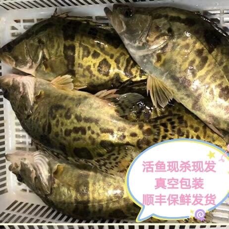 野生桂花鱼鳜鱼新鲜鲜活水产海捕非冰冻鱼现捕深海现杀桂花鱼750g