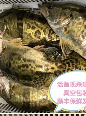 鲜活野生深海现杀桂花鱼