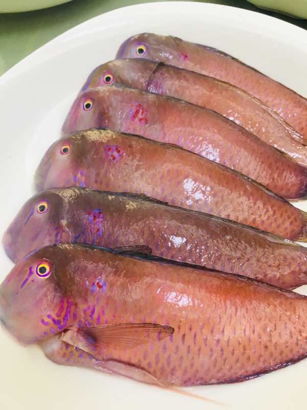 当天海捕野生莺歌海鱼海捕深海鹦鹉鱼海鲜水产500g可香煎不鲜包赔