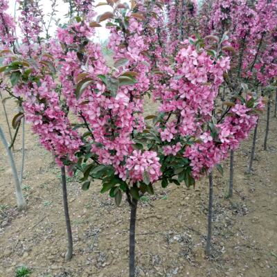 树苗庭院别墅造景垂丝海棠