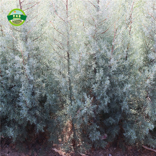 蓝冰柏 蓝冰柏大树 蓝冰柏盆景 柏树小苗 蓝色花柏小苗绿化苗