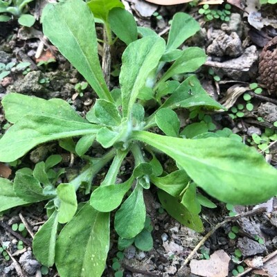 新鲜天然鼠曲草绒毛草鼠鞠草棉菜青团清明草粑田艾软雀菠菠草500g