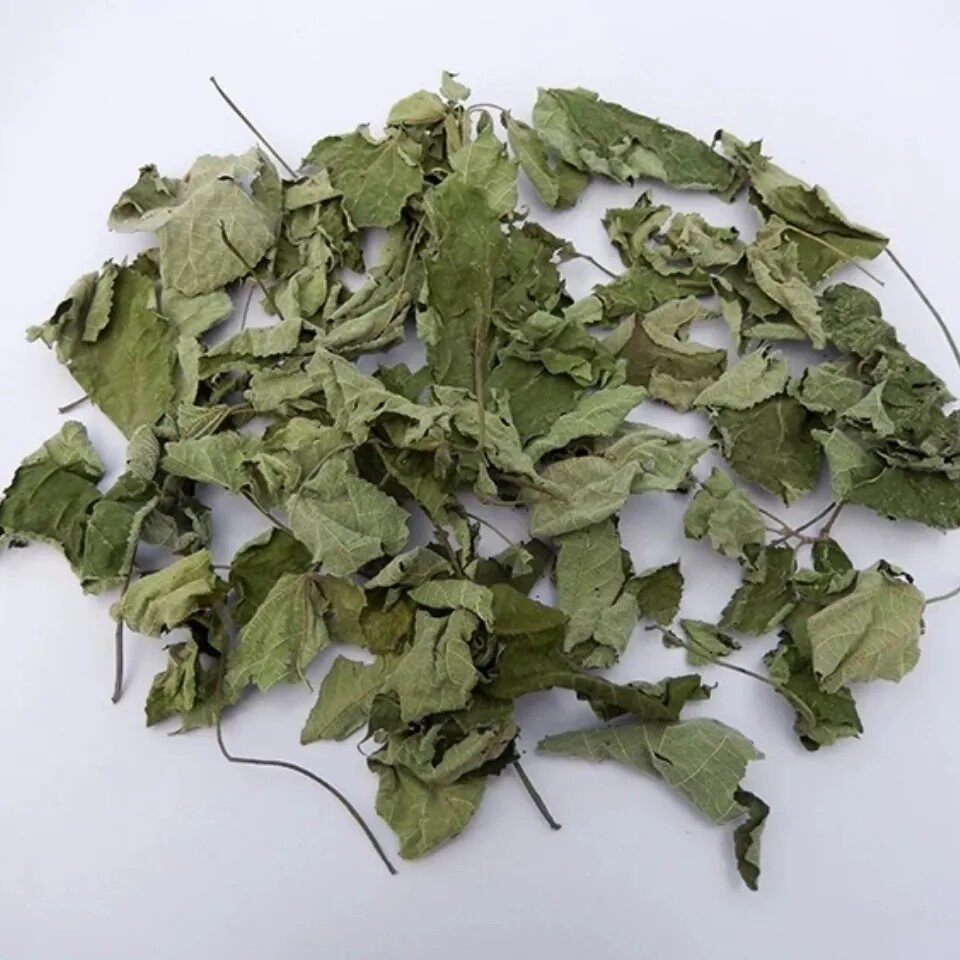 天然楮桃叶子 构叶谷树叶子 褚桃树叶子 干货1000g