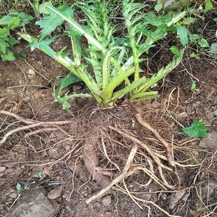 新鲜白花大蓟根 白花马刺蓟 戳嘴鸡项草 纯根500g包邮