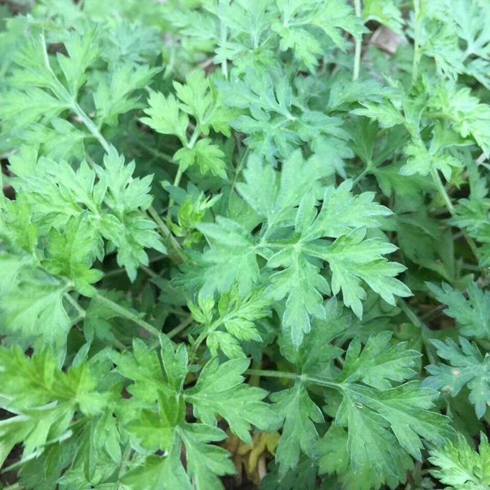 新鲜艾草叶 艾叶草 艾粄艾米 果青团糍粑菜 500g包邮
