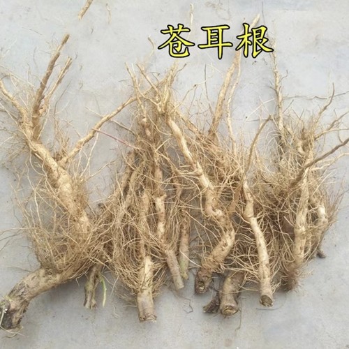 新鲜苍耳子籽果实 羊咪咪 虱马头 荆棘狗 老鼠愁纯根500g包邮