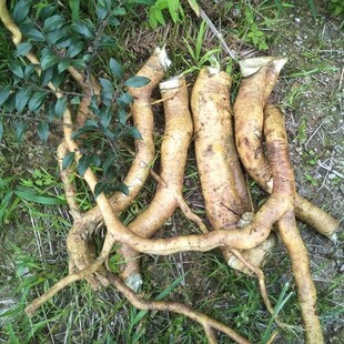 新鲜毛冬青根 乌尾丁根 痈树根 六月霜 细叶青根 毛披根 纯根500g