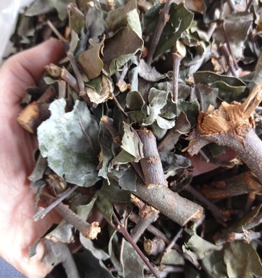 天然山石榴寄生 猪肚木寄生 假石榴寄生 刺榴树寄生 干货500g