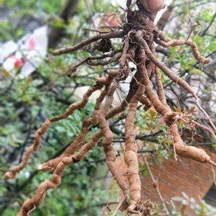 天然毛血藤 胖血藤 飞蛾藤 白花藤 全草干货500g包邮