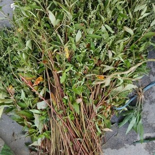 新鲜大田基黄 红根草 星宿菜 泥鳅菜 金鸡脚 假辣蓼 干货 500g