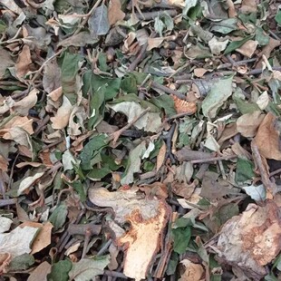 天然沙梨树寄生 沙梨果寄生 沙梨寄生 梨木寄生干货500g包邮