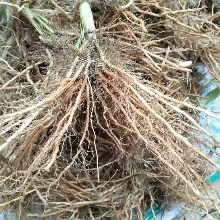 新鲜薏米珠子尿珠子薏米根草珠子根薏苡根玉米晚念珠六谷迷根500g