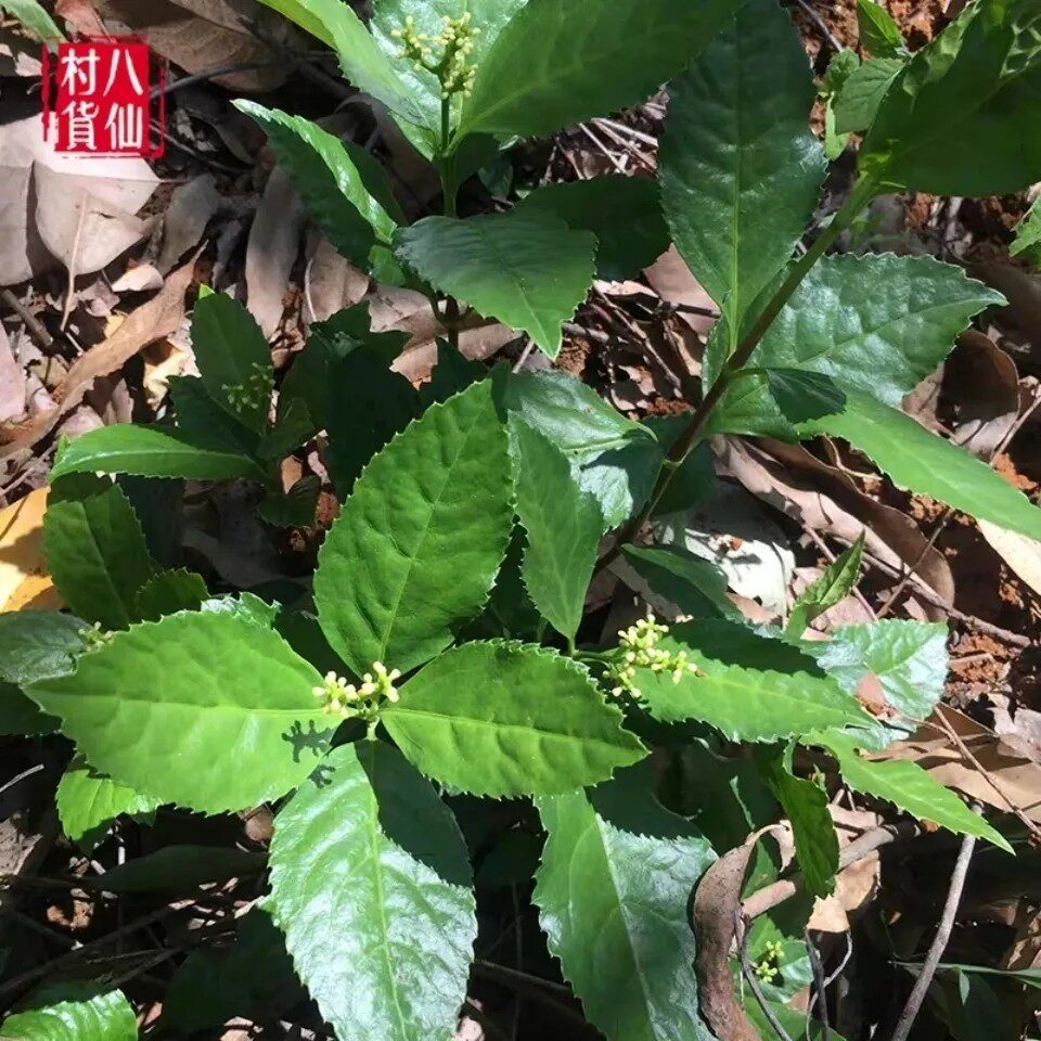 新鲜草珊瑚 鲜活草珊瑚 肿节风九节风九节茶 接骨金粟兰莲草500g - 实物图