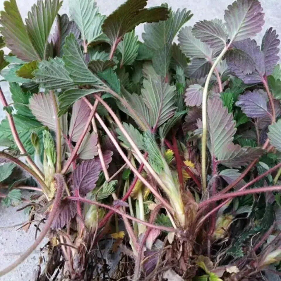 新鲜白草莓 菠萝莓 地泡苗 白泡儿瓢子 黄毛草莓三匹风龙吐珠500g