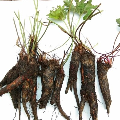 新鲜草玉梅 虎掌草 见风青 狗脚迹 溪畔银莲花 全草纯根500g包邮