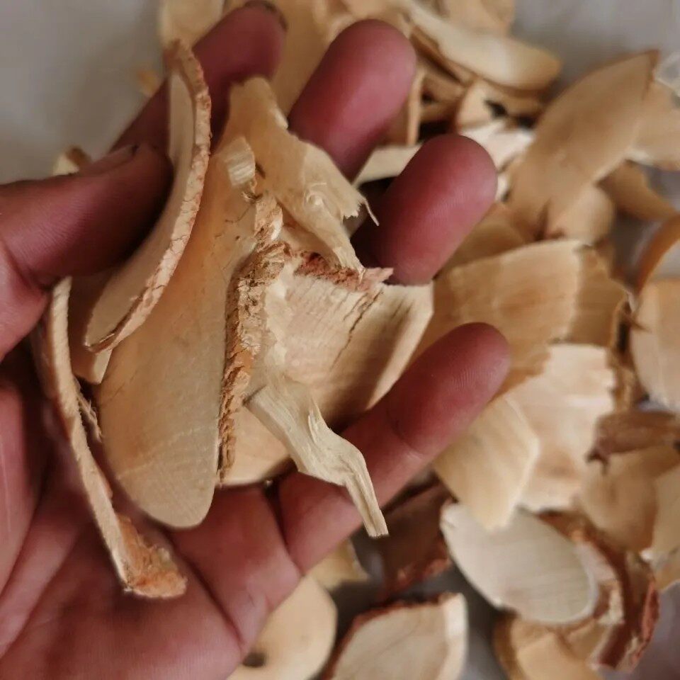 新鲜青橄榄根 白榄根 白榄树根 黄橄榄根 纯根干货500g包邮