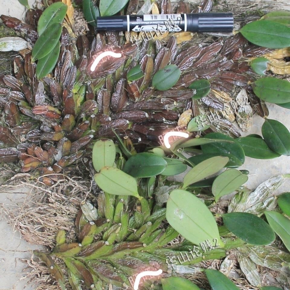 新鲜大龟背石斛 观赏石斛 盆栽石斛全草带根500g包邮