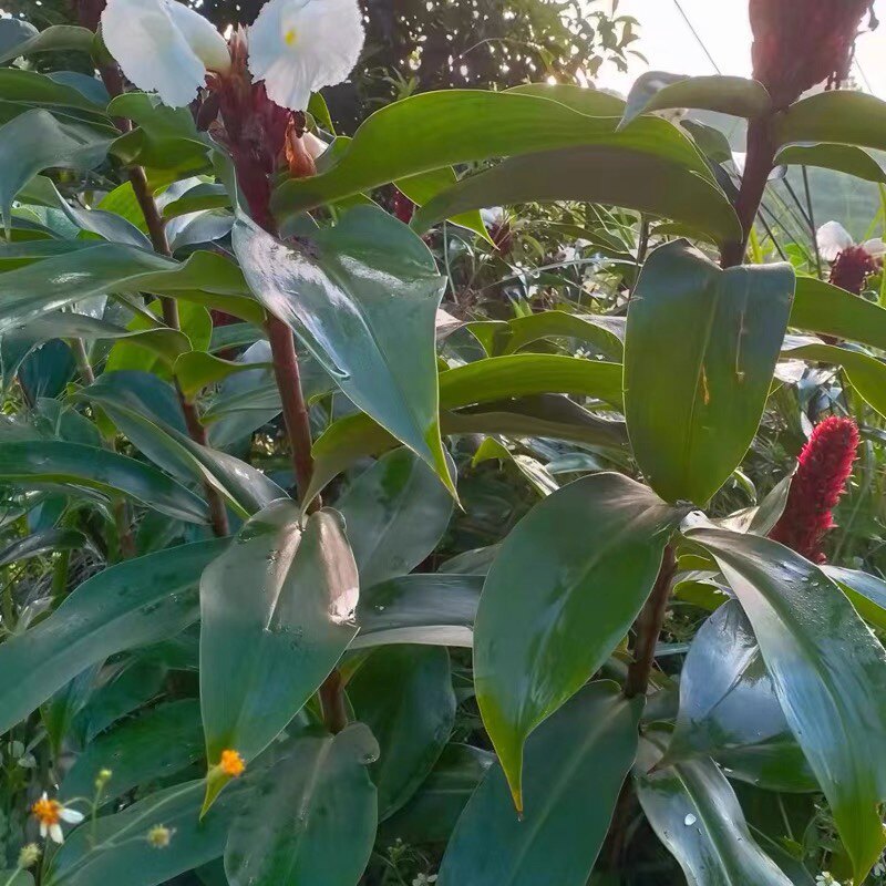 新鲜闭鞘姜 樟柳头 山冬笋 水