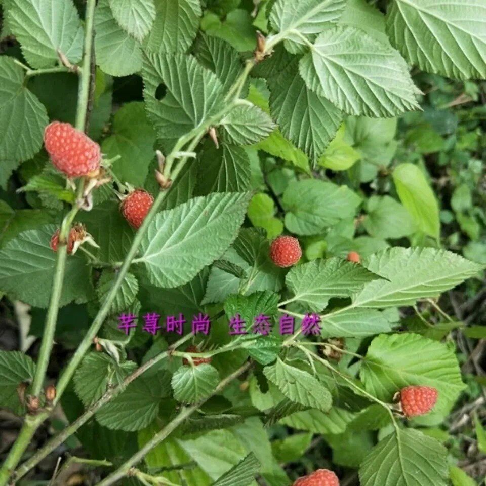 新鲜山莓 树莓 山抛子牛奶泡撒