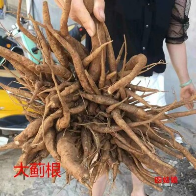 新鲜天然大蓟根草 刺蓟根 马蓟根 虎蓟根 刺儿菜根 纯根500g包邮