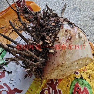 新鲜芭蕉根 芭蕉头 蕉树根 芭蕉树根 纯根500g包邮