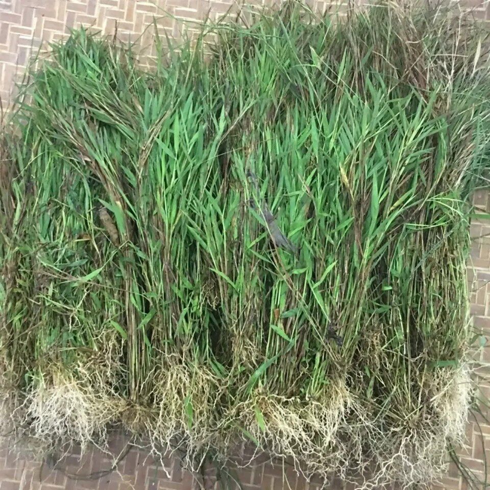 新鲜猫毛草 金丝草 黄毛草 笔仔草 搭壁竹 全草500g包邮