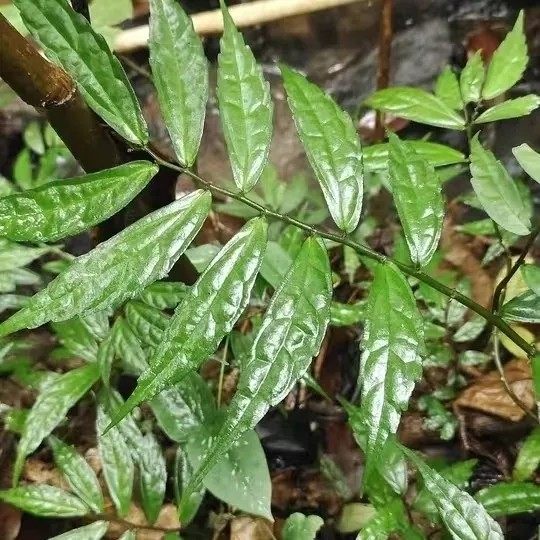 新鲜细叶赤车使者 鹿角七 细水麻叶 石边采石拐骨 楼梯草全草500g