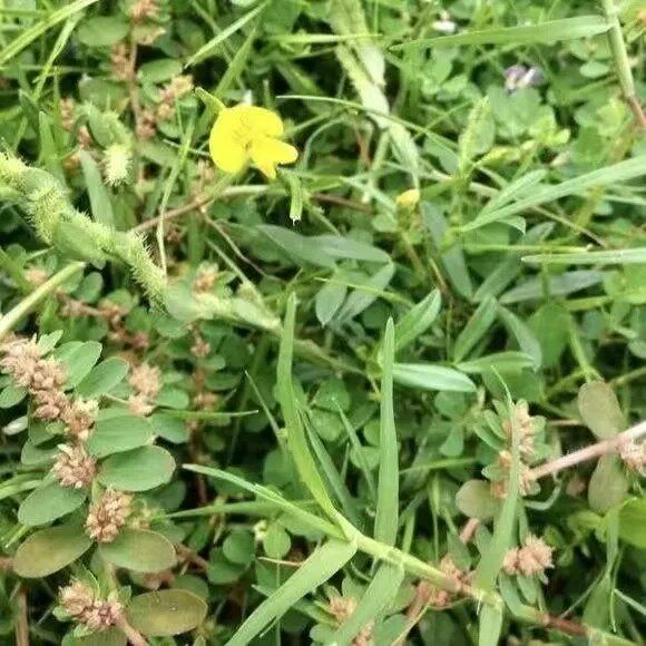 新鲜丁葵草 乌龙草 二叶人字草 铺地锦苍蝇翼乌蝇翼草 丁贵草500g