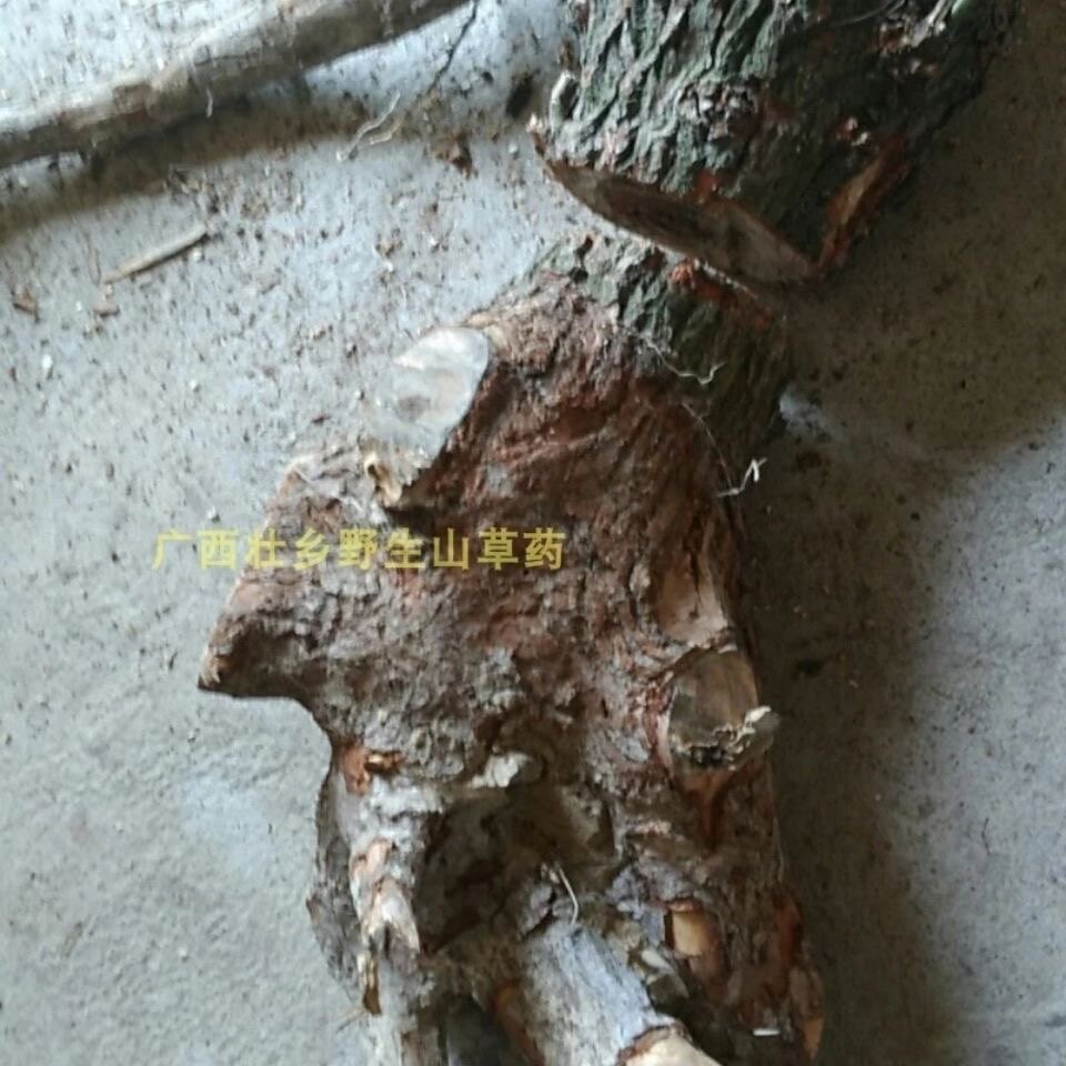 天然枫荷桂根 檫树根 蔡木根 独脚樟根 半枫樟 天鹅枫根 干货500g