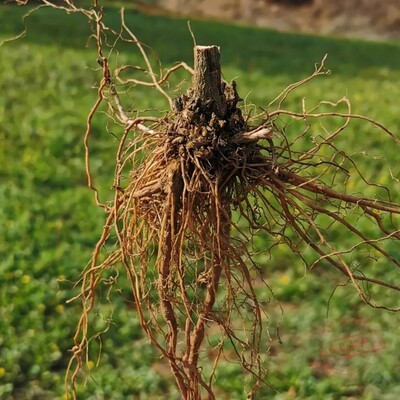 新鲜菊花根 鲜活黄菊花根 生野菊根 湿山菊根 纯根500g包邮