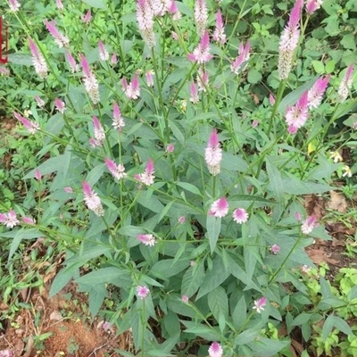 新鲜青葙子 青蒿 鸡冠菜 狗尾苋 全草带根500g包邮