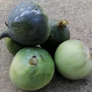 新鲜薜荔藤 木莲藤 凉粉藤 广王不留行 果实藤叶500g包邮