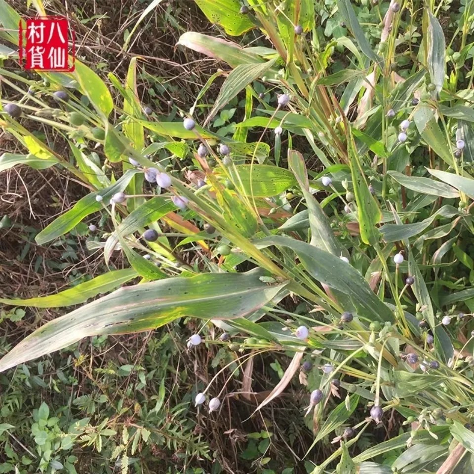 新鲜薏苡 草珠子 玉米晚念珠 六谷迷 薏米整颗带根500g包邮