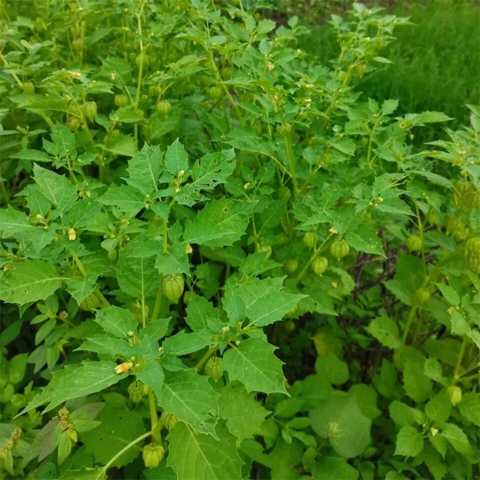 新鲜灯笼草 天泡子 挂金灯笼果 天泡草 打卜草 菇凉姑娘草500g