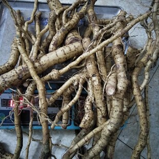 新鲜木芙蓉根 醉酒芙蓉根 野地芙蓉根 华木拒 霜花木莲根500g