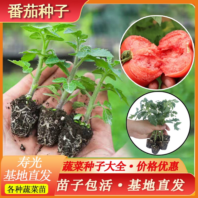 普罗旺斯西红柿苗沙瓤秧种籽妙秧四季水果粉果秧苗大番茄盆栽阳台