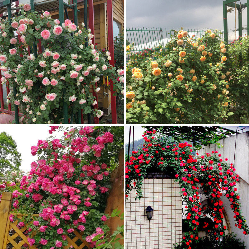 庭院高档带花苞蔷薇盆栽藤本月季图片